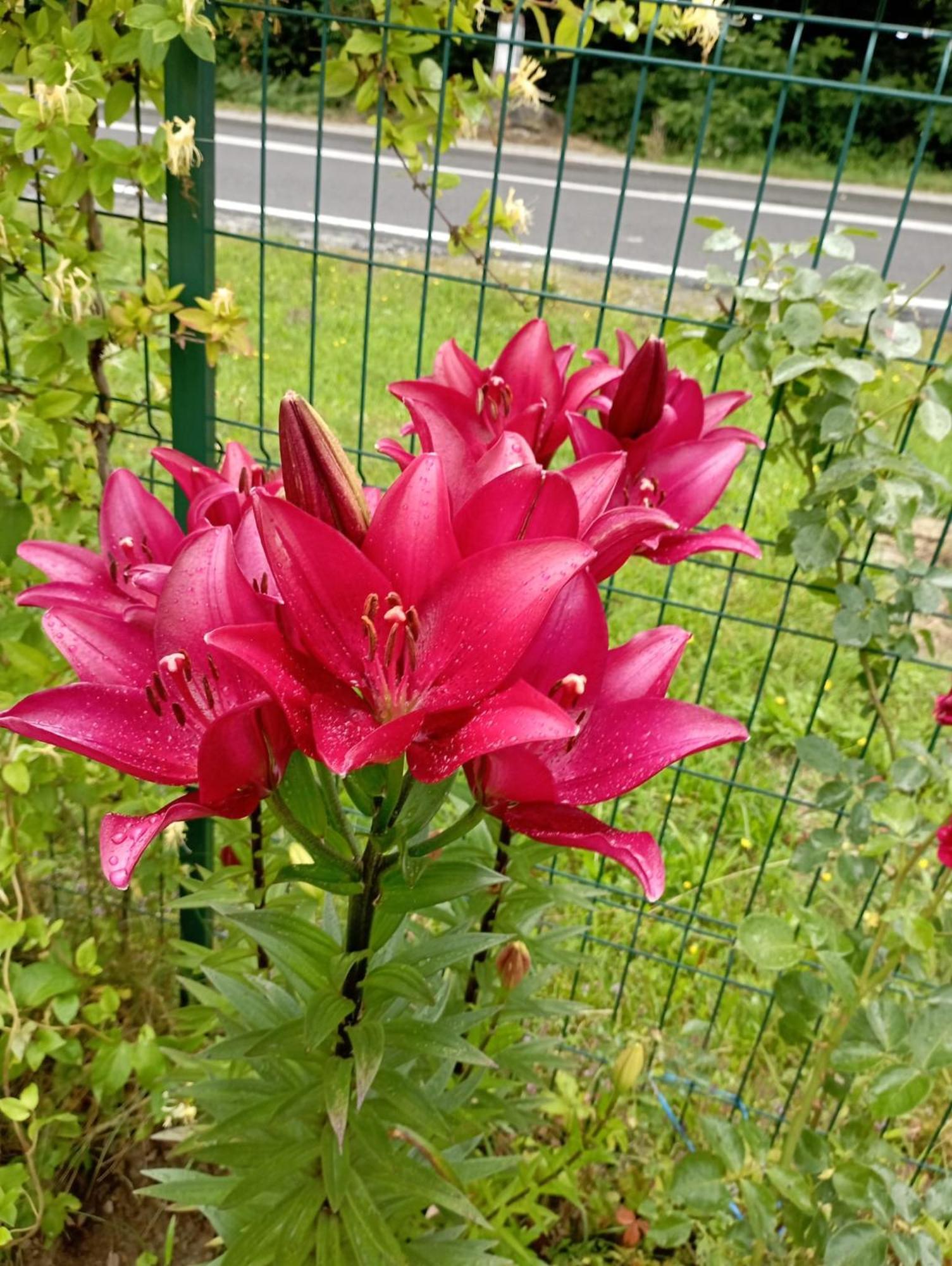 Pensiunea Dates Cîrţişoara 외부 사진